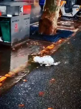 halo sobat cat hungry!! mungkin dari kalian masi banyak menemui kucing' jalanan yang terlantar,kalian bisa bantu mereka dengan cara memberi belas kasih sama kucing  Definisi Belas Kasih: Welas Asih: Merasakan penderitaan kucing jalanan dan tergerak untuk meringankan beban mereka.  Kepedulian: Memberikan perhatian terhadap kebutuhan dasar kucing jalanan, seperti makanan, air, dan tempat tinggal yang layak.  Tindakan Nyata: Tidak hanya berempati, tetapi juga melakukan sesuatu untuk membantu kucing jalanan, seperti memberi makan, mengobati jika sakit, atau mencari tempat penampungan #requecat #catwalk #feedingstreet #catlovers #fypppppppppppppp #fypppppppppppppp #fypppppppppppppp #fypppppppppppppp 