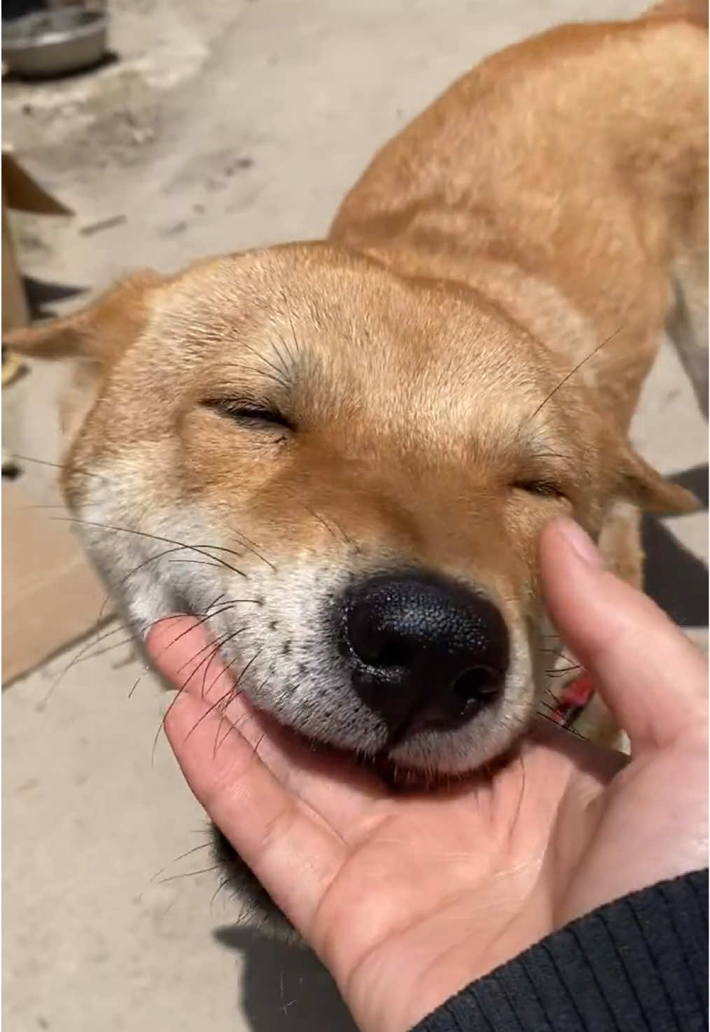 #dog #fyp #cutedog #doglover 