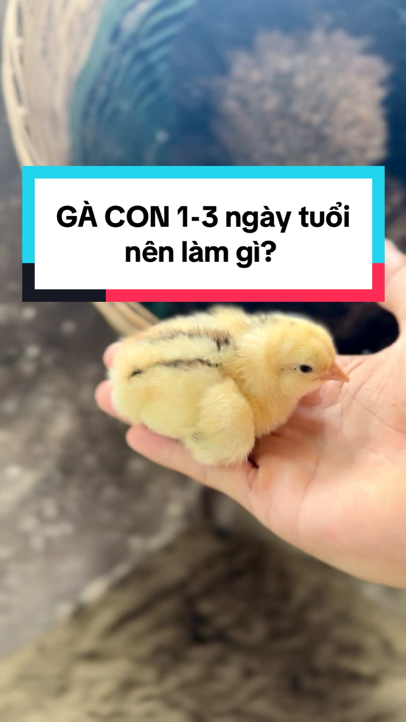 GÀ CON 1-3 ngày tuổi cần làm gì?