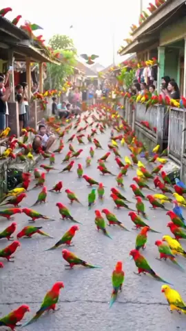 Invasi Burung Nuri!