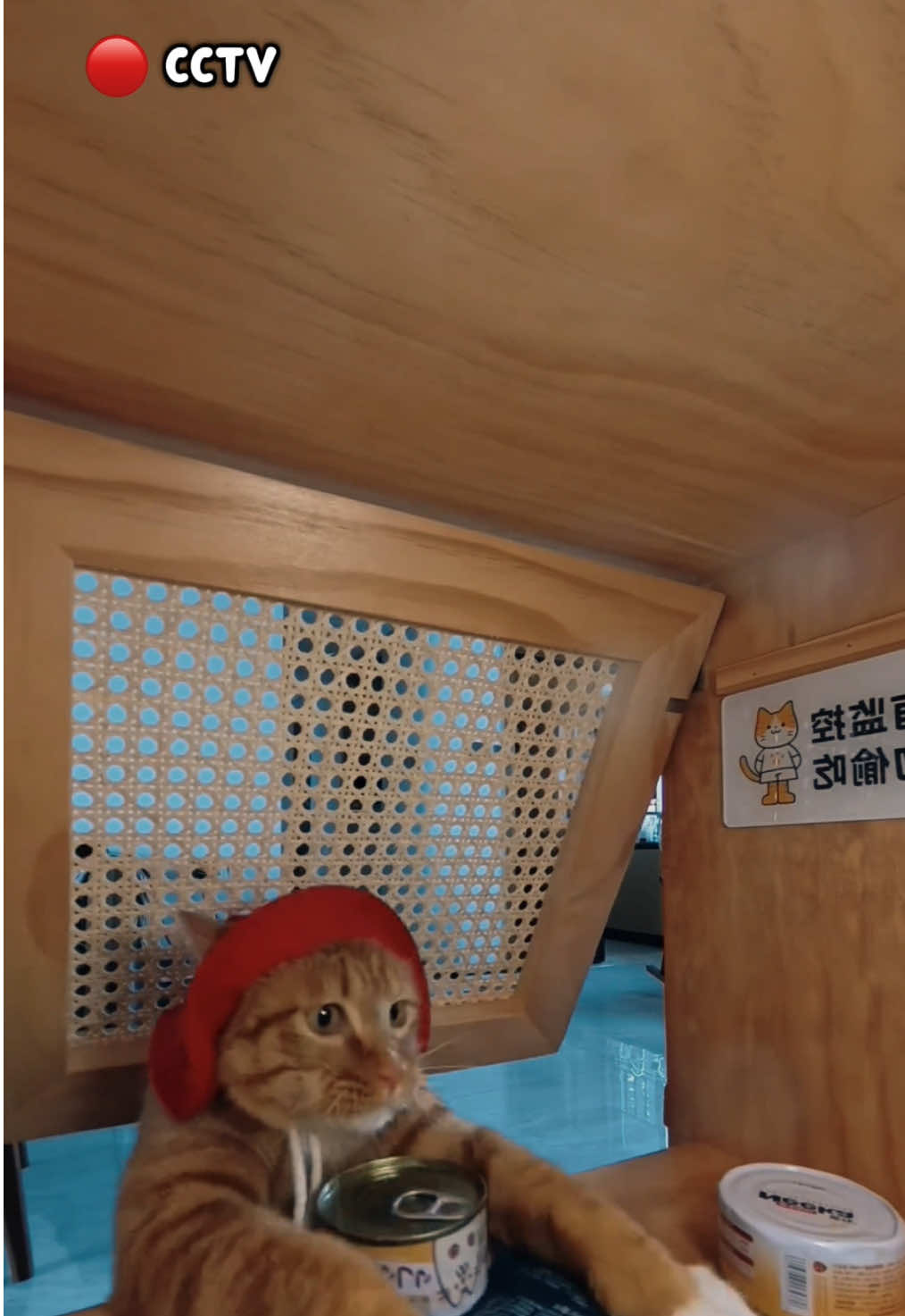 Tertangkap cctv nih #kucinglucu #kucingtiktok #kucing #kucingku #kucinggemoy #kucingnyimut #anabul 