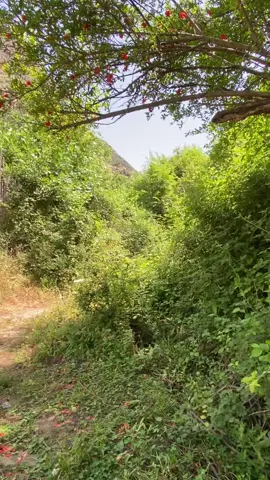 #@Shahab AFriDi ♡ ##الجزائرى💙💚❤️⛰️🌲🌿💦🇩🇿🇩🇿🇩🇿🇩🇿 #سبحانه_وتعالي_على_كل_شيء_قدير #طبيعة_جمال_راحة #طبيعة_جمال_راحة #الشعب_الصيني_ماله_حل😂😂  @Shahab AFriDi ♡ # @Shahab AFriDi ♡ 
