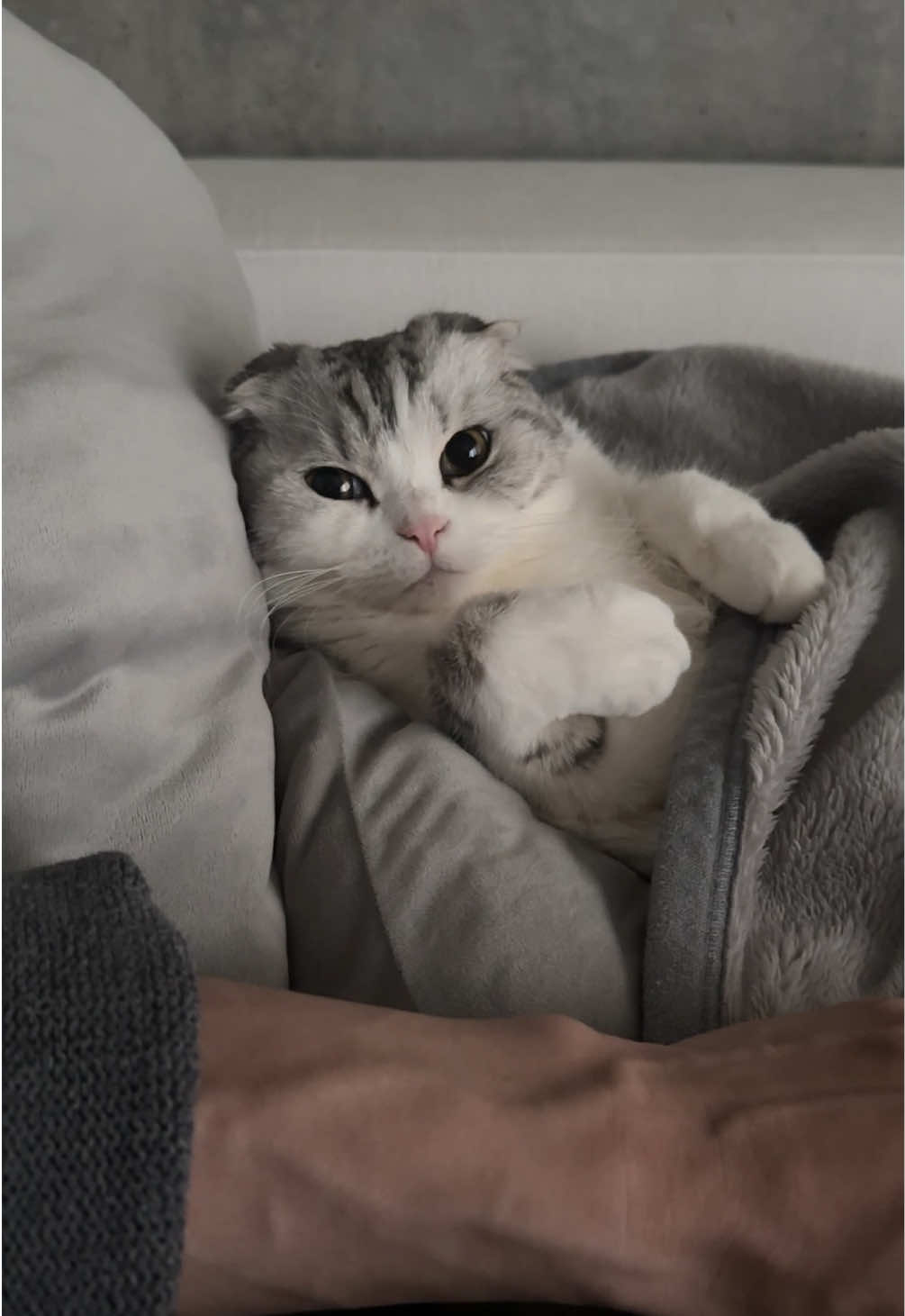 😽&☺️#cat #猫 