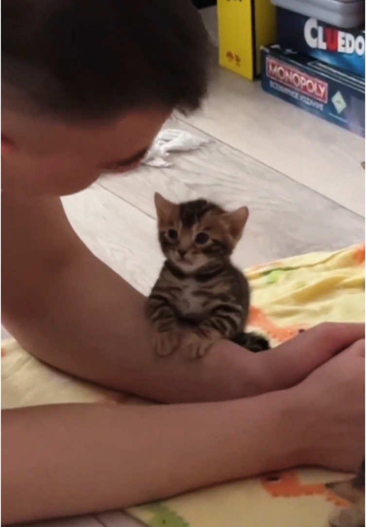 The bond between a cat and its human 🥰#pet #cute #Love #cat #catsoftiktok #usa #usatiktok #foryou