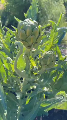 This type of vegetable that looks like a chrysanthemum is called the thistle, also known as the Korean thistle or French thistle. It is nutritious and easy to grow, making it particularly suitable for balcony planters and small courtyards#Plantingvegetables #Vegetableplanting #Vegetableseeds #Homeplanting 