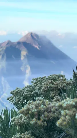 Sicantik yang abadi 💐 #edelweiss #bungaabadi #merbabu 