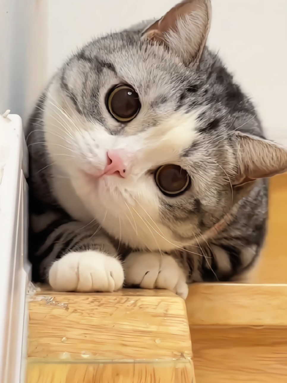 #cats #funnycat #kitty #cutecat 