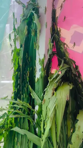 Chiêm ngưỡng cào cào sau 35 ngày nuôi đến ngày xuất chuồng #caocaocom #kencaocao #trungcaocao #thucanchochim 