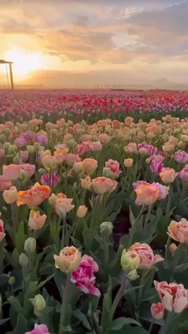 Days in Netherlands ✨ #reels #fyp #sunset #tulips 