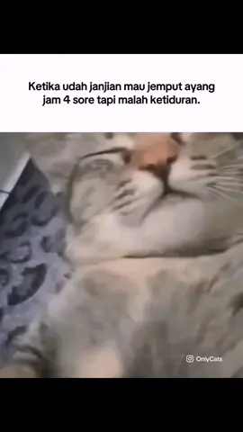 Tamat sudah🗿 #memekucing #kucinglucu #kucingtidur #ayang #spiderman #jamdinding #catlover #onlycats #pov #mk #relateable #fyp 