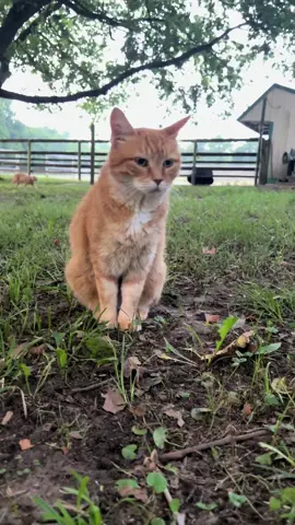 Every morning when I first walk out, without fail, Lucky greets me. I tell myself it’s because she’s excited to see me, but really it’s because she wants to make sure I’m doing my job properly. #barncat #cat #catsoftiktok #lucky #headofoperations #boss
