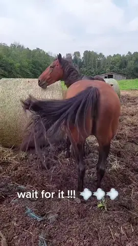 Best horses farts !#horse#horsesoftiktok#funnyanimal#usa#funny