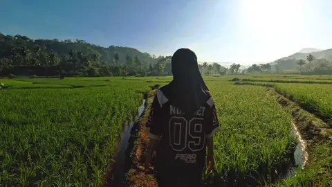mening di sawah da jalan