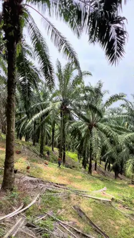 Area bukit,yg lansir tinggal potong tangkai,yg potong keluar🥵