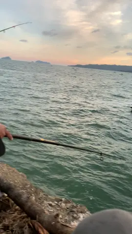 Masih bersama bapak” yang tidak takut istri😬#rockfishing #layur #pantaiselatan #mancingmania 