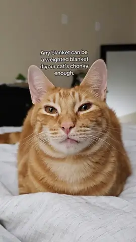 ✅️ Heated ✅️ Vibration Control ✅️ Acupuncture Features  #funnycatvideos #catvideos #PetsOfTikTok #cats #catsoftiktok #anxietyrelief #cattok 