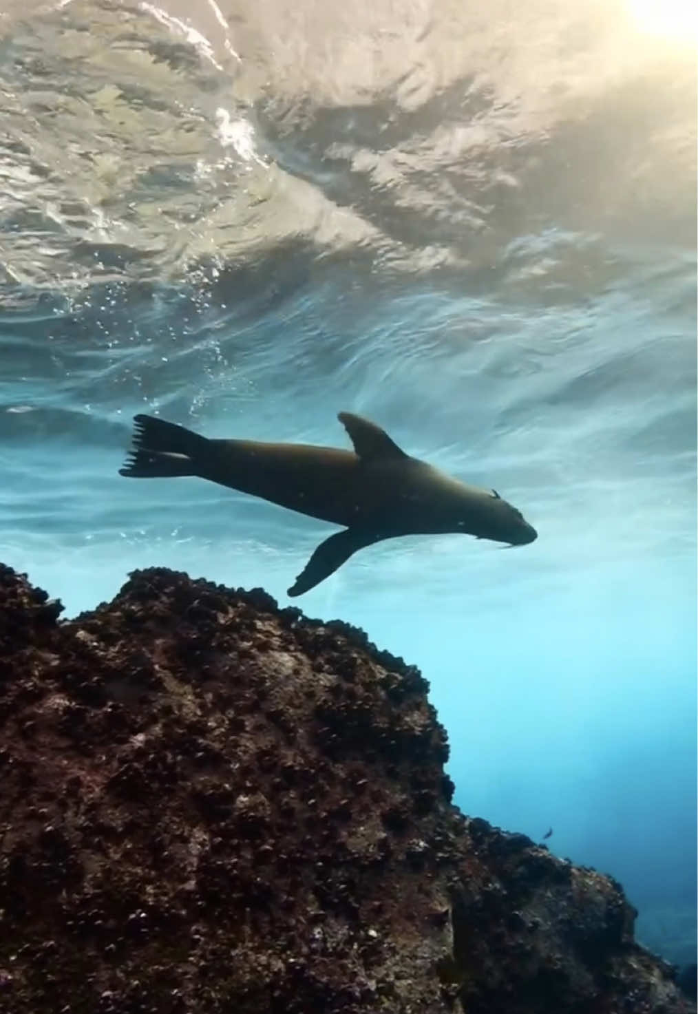 The kind of scenes you find only in the Galápagos. 🛥️ Taken on  @galaxydiverliveaboard  #galapagos #galapagosdiving #sealion #marinelifephotography #FeelLatinAmerica
