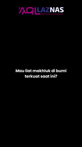 sudahkah kita sekuat mereka?  ujian kita memang beda, stay dijalan Allah yang luar biasa. iman diuji, mereka seperti penghias surga❤🥺 #palestina🇵🇸 #anakpalestina🇵🇸 #islamvibes🥀 @Palestine🇵🇸 Gaza @palestina 🇵🇸 