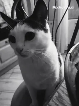 #fashion #sinister #666  #кот #fyp #lovekittens #cat 