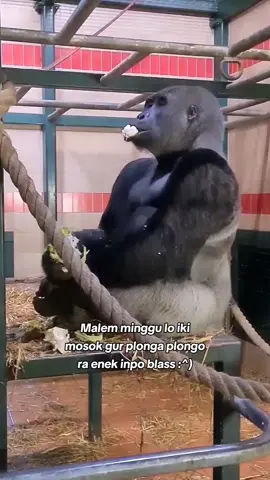 #fypp nginpo nginpo opo ngono lo thell😪#jowopride #katakata #sedih #puitekchanel #gorilla #fyp 