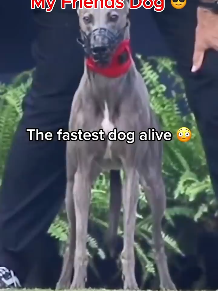 My Friends Dog vs My Dog 🐩😂#watchtillend #likefollowshare💖 #cttocredittotherightfulowner #musicnotminepermissiontopost😍😍😍😍 #funnypets #cute #noabuses #noabuseanimal #funny #dogs #funnydogs #epic fail #fyp