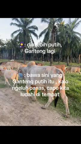 #fypシ #peternakmuda #masukberandafyp #peternaksapiindonesia #angonlembu🐃 