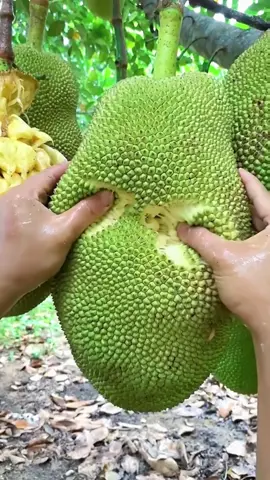 Part 1 / Fruit Videos #fruit #fruits #fruitvideos #asmr #satisfyingvideos #asmrfruit #asmrsounds 