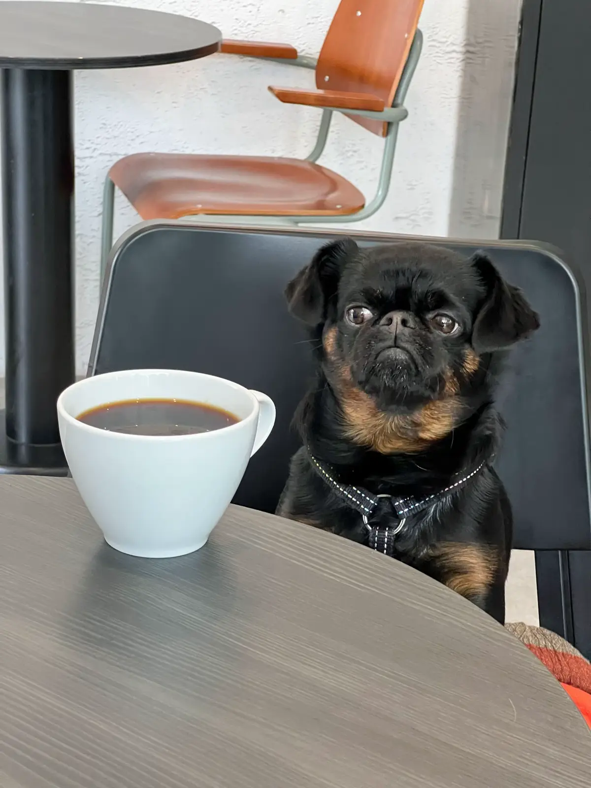 #dog #funny #memes #humor 