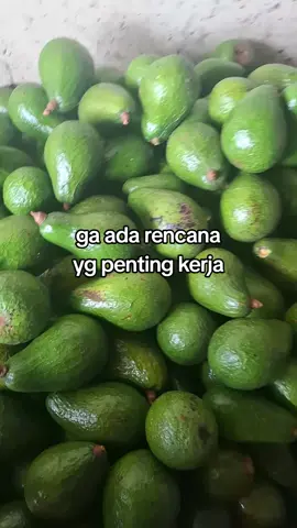 #anakgudang🥑 #alpukat #markisah #tokebuah 