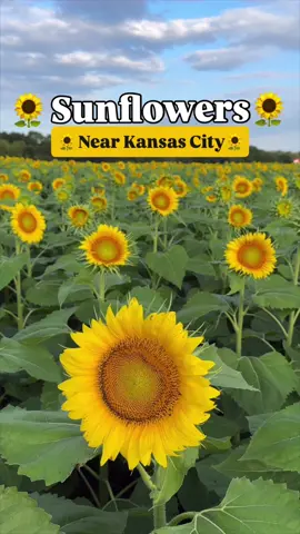 Sunflower season is almost here, Kansas City! 🌻💛 If you’re looking for picture-perfect family outings or unforgettable mom-and-kid adventures, these stunning sunflower fields near Kansas City belong on your late summer bucket list!  Here’s your go-to guide to the best sunflower fields near Kansas City for 2025: 🌻 Grinter Farms 📍 24154 Stillwell Rd., Lawrence, KS Expected bloom: Early September This iconic Kansas sunflower field is totally free—just consider leaving a donation. It gets very busy during peak bloom, so go early to beat the crowds! 🌻 Johnson Farms Plants & Pumpkins 📍 17701 Holmes Rd., Belton, MO Opens: Mid-September A great one for families! Enjoy sunflowers, U-Pick pumpkins and apples, plus a huge kids’ play zone. Ticket info coming soon! 🌻 KC Pumpkin Patch Sunflower Festival 📍 13875 S. Gardner Rd., Olathe, KS Opens: August 8 Festival fun with sunflowers and family activities all included in admission. Tickets are on sale now! 🌻 Gieringer’s Family Farm 📍 39345 W. 183rd St., Edgerton, KS Bloom: Late July Perfect for early sunflower lovers! U-Pick sunflowers, blackberries, and zinnias. Always check hours before you go! 🌻 Shively Farms 📍 5840 SE Croco Rd., Berryton, KS (near Topeka) Expected bloom: Early August Small-town charm! Open from sunrise to sunset, donation-based, and just $1 per sunflower stem. 🌻 Big Shoal Farm at Atkins-Johnson Farm & Museum 📍 4109 NE Pleasant Valley Rd., Gladstone, MO 🌻 Sunflower Festival: Saturday, August 16, 9AM–3PM Small but sweet! Free admission, cut-your-own sunflowers on Saturdays at the farm stand. 💛 Tag your sunflower squad and start planning! These Midwest sunflower fields are the perfect blend of beauty, memory-making, and kid-friendly fun. #kcmomlife #sunflowerfields #familyfunkc #thingstodokc 