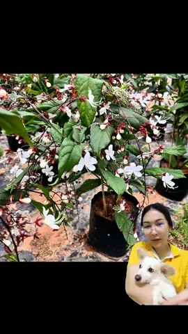 #สร้อยสายเพชร #ต้นสร้อยสายเพชรพร้อมดอก 