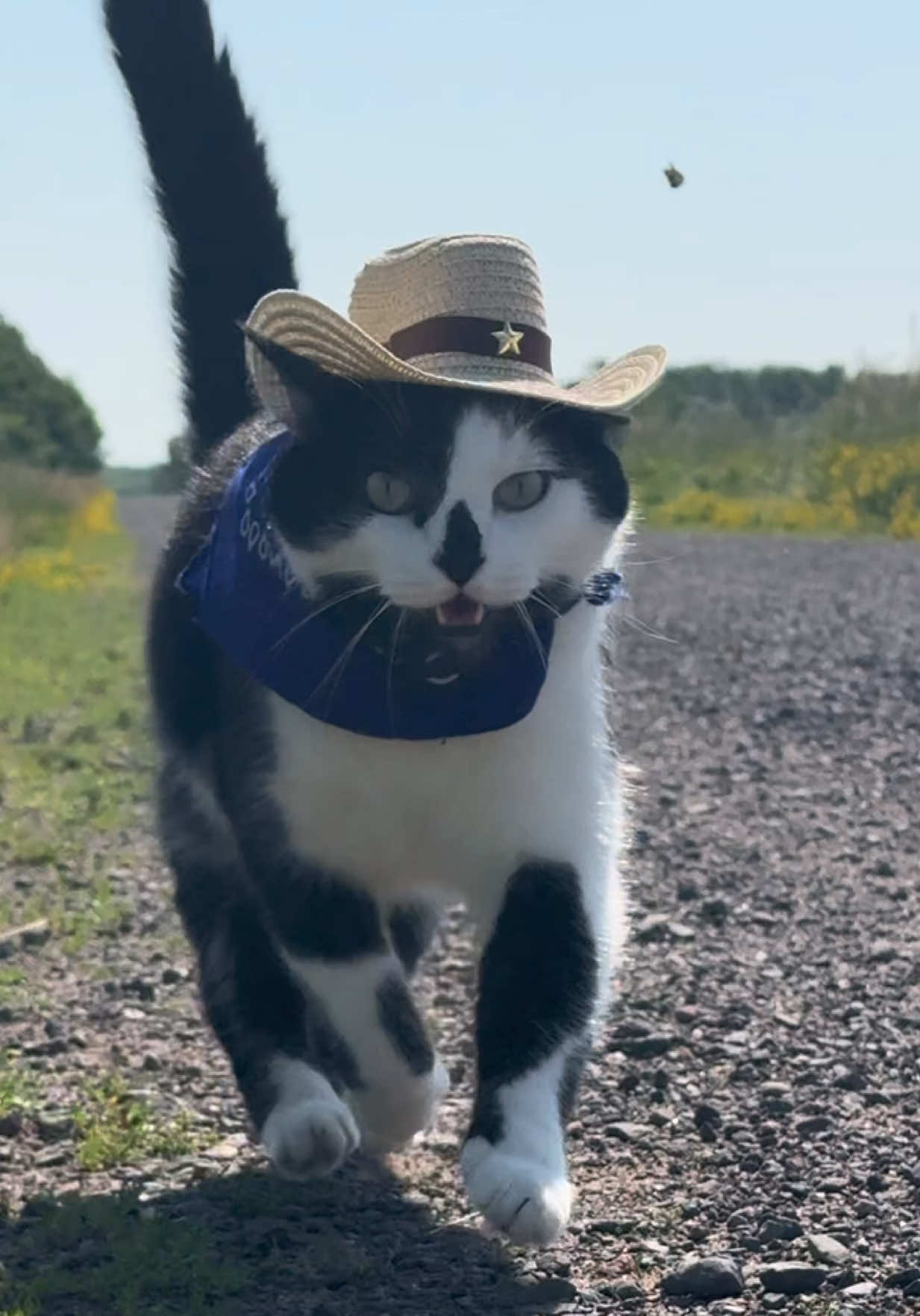 Meowdy purrtners. Jack Spicer had lots of commentary headed out of the woods and about the state of the field before heading home 🧐  If you’re a fan of Jack Spicer’s kitty cat cowboy content please consider being a real cowpoke and subscribing to his Patreon linked in bio 😊 everything helps ❤️  #cat #cats #catlover #kittycat #catlife #cattok #funnycat #catmeow #catwalk #catsoftiktok #catwalks #cutecat #kitty #catlovers   