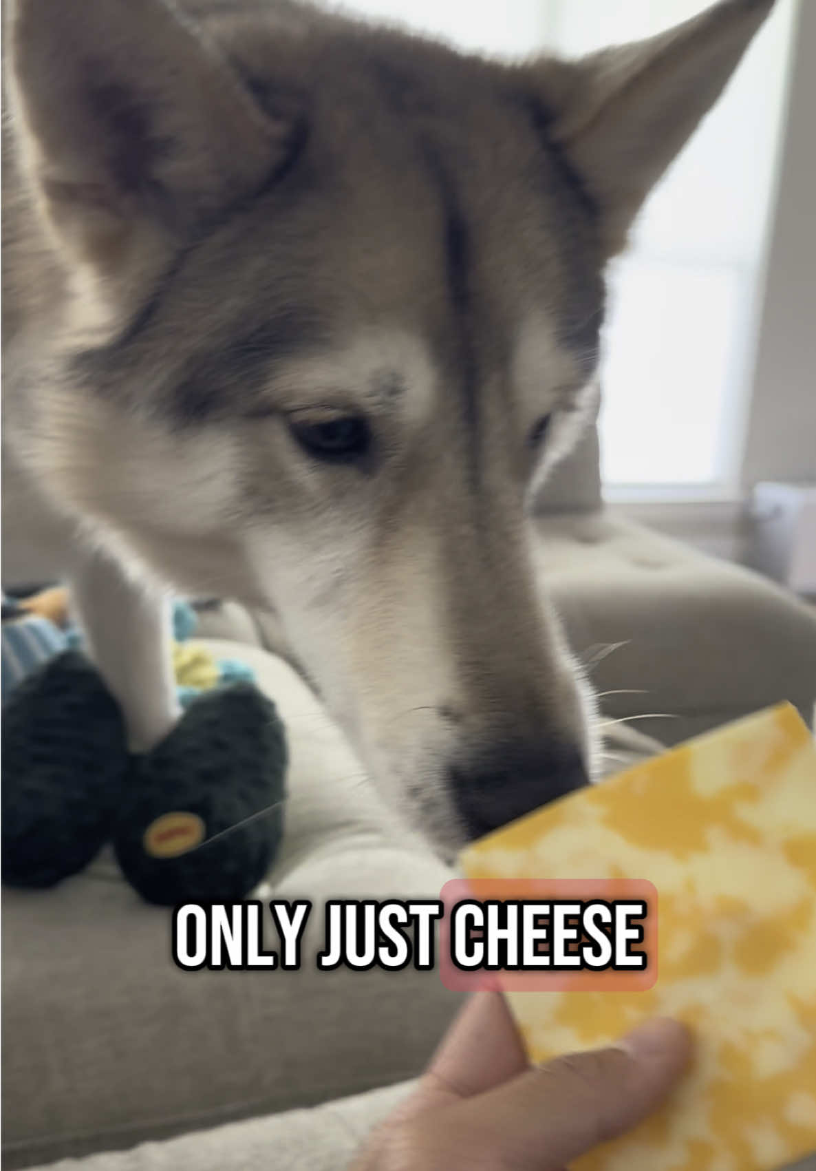 Oakley only cares about 1 thing #dog #funny #shorts #cute #pets #dogs #viral #trending #fyp #foryou #foryoupage #pets #funnyanimals #roadto10k #dogtok #dogsoftiktok 