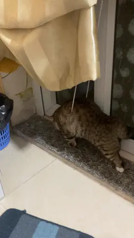 Lộn mèo #tiktok #LearnOnTikTok #fyp #noah #xuhuong #viral #cutecat 