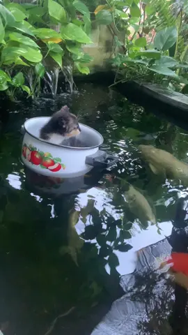 Adek naik perahu mewah ya  😻 #cat #catslovers #kucing #kucinglucu #anabul #kucingviral #kucingimut #kucinggemoy #fyp #fypシ゚viral #xybca #kucingtiktok #mpus #anabulgembul #anabulku #kucingku 