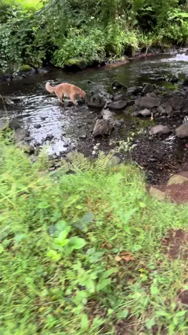 Fundays for my girl💝#happypuppy #dogsoftiktok #goldenretrieverlife #funnydogsoftiktok #funnydogsoftiktok #dogcommunity #cleverpuppy 