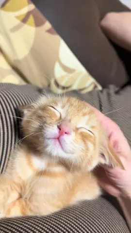 Smile cat( ◠‿◠ ) #猫 