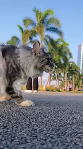 Mainecoon cat #catsoftiktok 