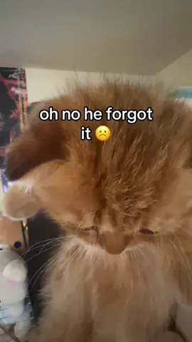 he looks so SAD at the end  😭 #fypppppppppppppppppppppppppppppp #doobscoobgoob #catsoftiktok #kitten #fypシ゚viral 