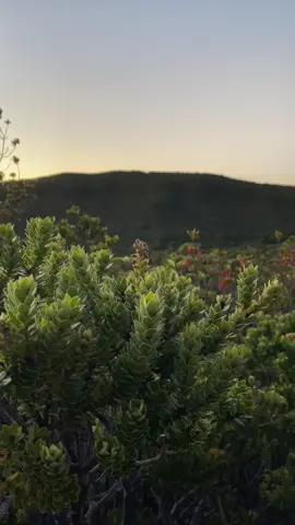 tidak secantik bunga edelweis tapi cantigi mampu melindungi pendaki dari badai 🍃 #gunungdempo #gunungdempo3159mdpl #gunungdempopagaralam #gunungindonesia #atapsumsel #mtdempo3159mdpl #pendakigunung #pendaki #lewatberanda 