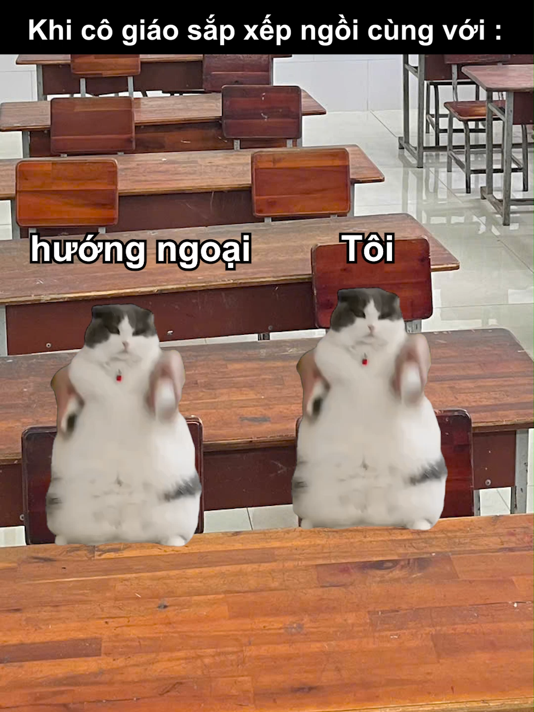 Khi cô giáo sắp xếp ngồi cùng với #mememeo #memecat #memeedit #meo #memeyellowcat