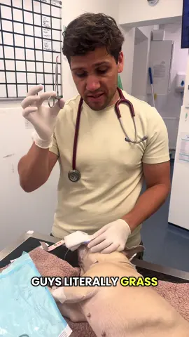 This tiny grass seed can cause BIG problems  😬 #veterinarian #vettok #vetmed #vetlife #veterinariansoftiktok 