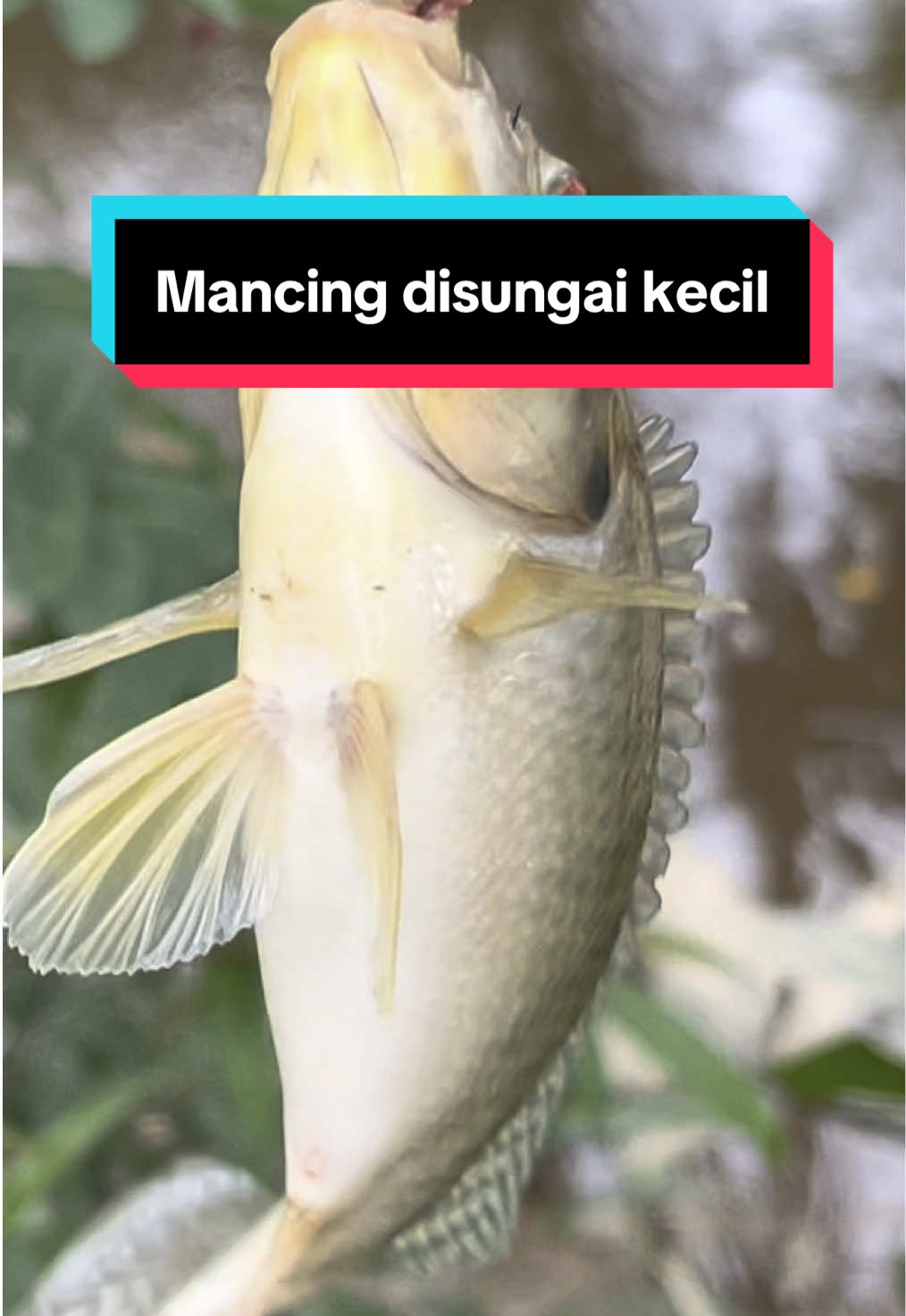 Disini bukan cari besar, yang penting nyangkut dulu! #MancingSantai #IkanStrike #mancingliar #fyp#ngebolang 