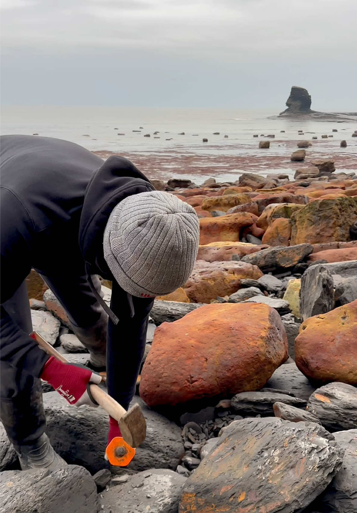 We found a Jurassic Age limestone rock and opened it, in the search for more fossils! 🤯 Take a look and see if anything was inside! 🏝️ You win some, you lose some! 🌅🦕🏝 Thanks for supporting our page! 🐊 #natural #nature #fossil #fossils #ancient #animals #art #ammonite #ammonites #dinosaur #scientist  #minerals #paleontology #whitby #geologist #dorset #geology #charmouth #jurassic #yorkshire #fyp