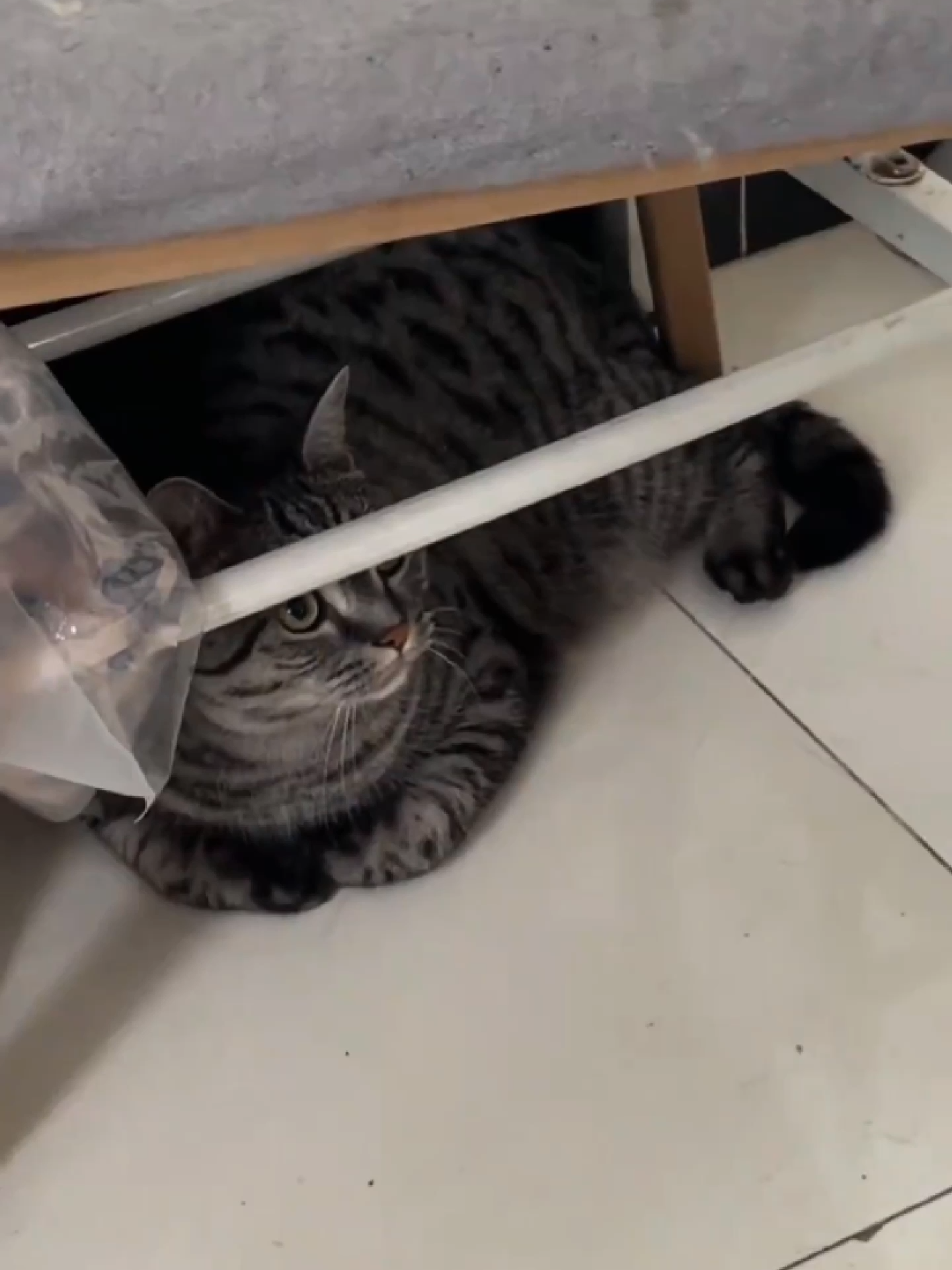 The strange sound of a cat🐱 #catsoftiktok #pet #tiktok #fypシ #fyp #cats #cat #catlover #funnyvideos #happy #funny #funnytiktok