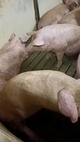 Em 🐖 anh thất vọng về em quá,sớm thôi em sẽ phải hối hận. #ĐộngVật_CóLinhTính #ĐộngVật_VuiVẻ #nhactamtrang 