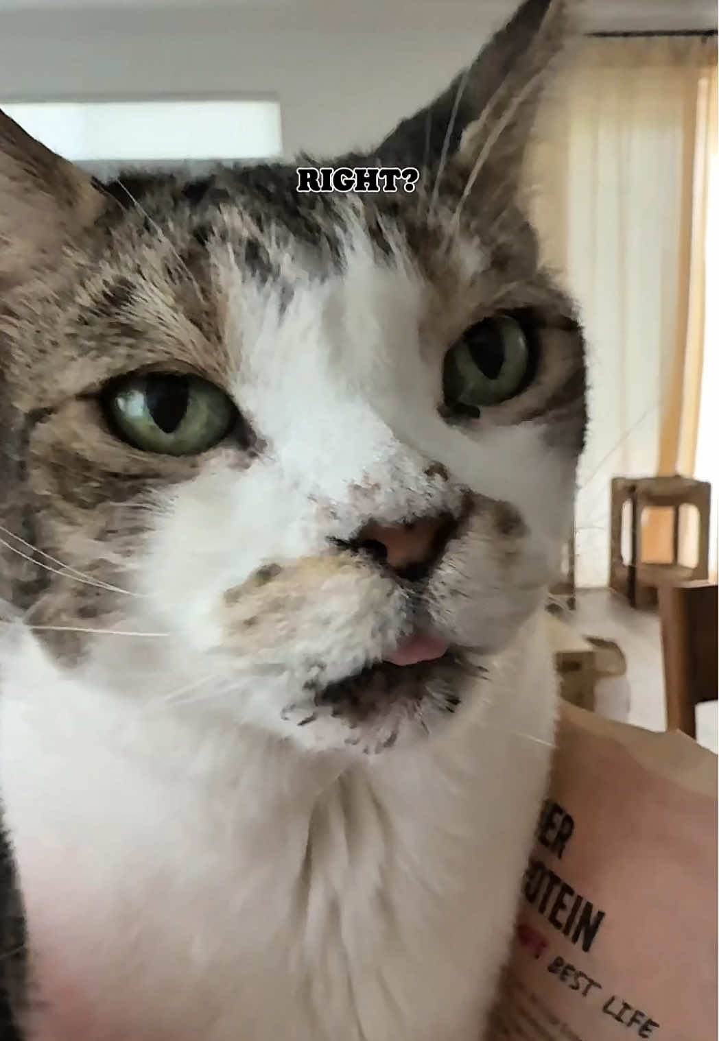 You guuuuyyysss. He EOwed. 😭  #catmom #catmomlife #cat #talkingcat #meow #sickcat #catlife 
