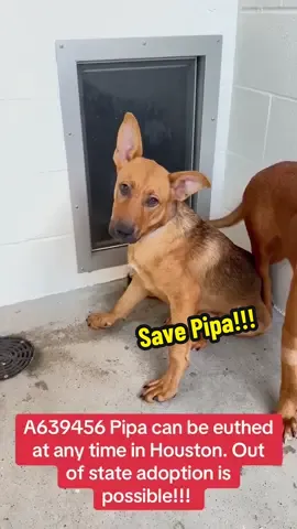Fill out the app in my bio if you are interested in adopting Pipa! #rescuedogarmy #dogrescue #rescuedogarmy❤️ #rescuedogarmystrong #fyp #thisistexas #rescuedogsoftiktok #thisishouston #houstonwehaveaproblem #ljusticeforcinco #rescuedog #shelterdog #texas 