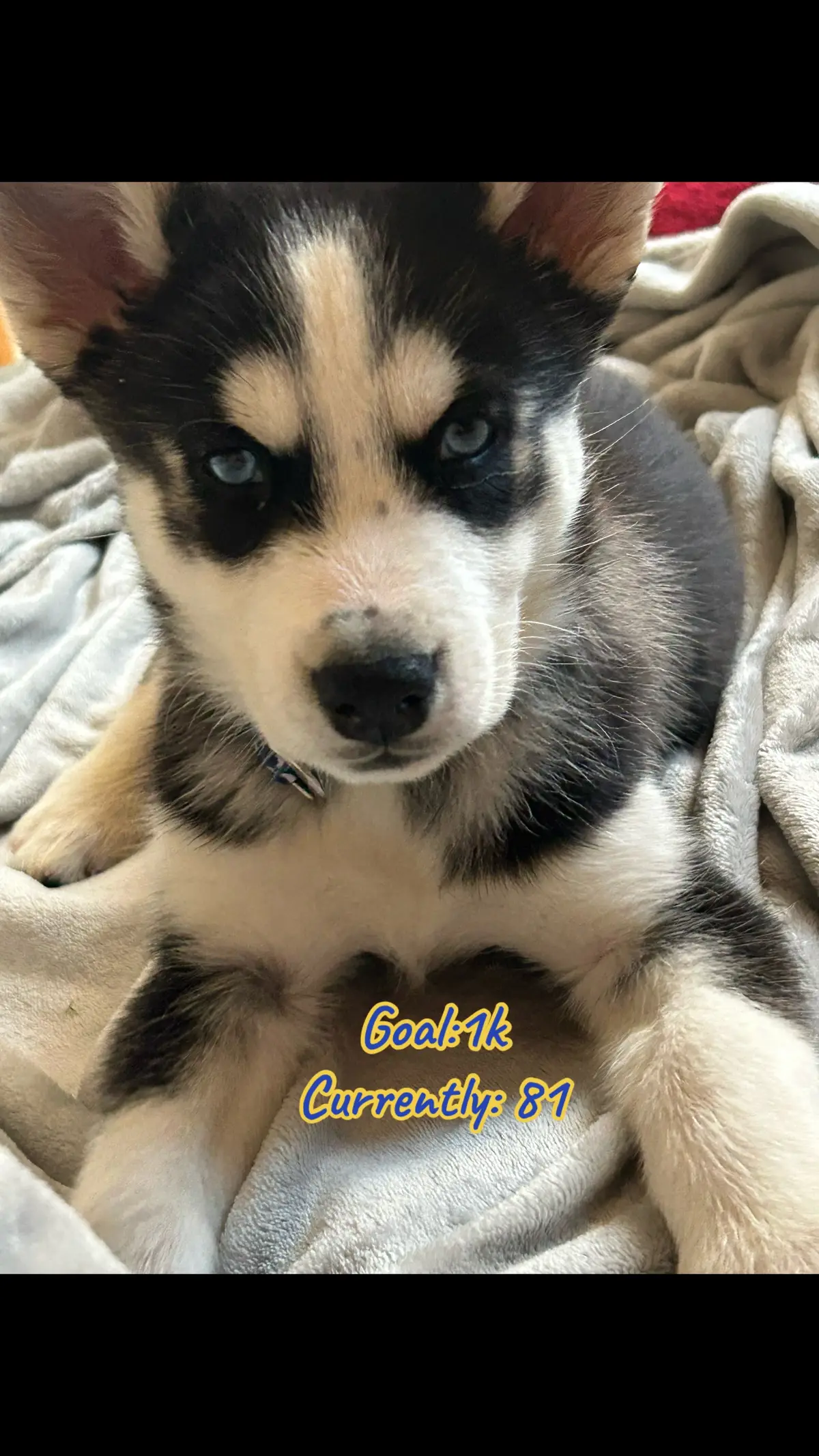 #husky #puppy 