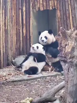 #gấutrúc #panda #độngvật 